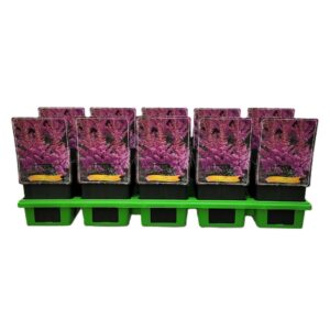 Astilbe Astilbe Little Visions in Pink P11
(10 Plants/Order)(11cmP 25cmH)