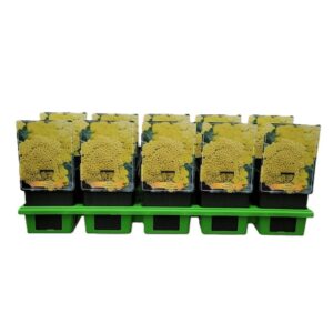 Acer conspicuum Red Flamingo Acer cons. 'Red Flamingo' --geveerd 
(1 Plants/Order)(29cmP 200cmH)