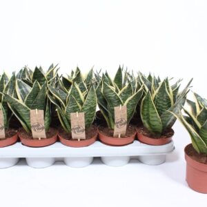Sansevieria Golden Hahnii Sansevieria Golden Edge Hahnii
(10 Plants/Order)(12cmP 20cmH)