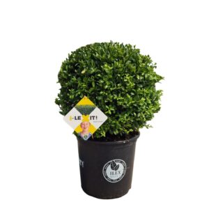 Ilex crenata Dark Green Ilex crenata Dark Green, P35, ball Ø40cm
(1 Plants/Order)(40cmP 70cmH)