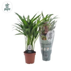 Chrysalidocarpus Dypsis lutescens (Areca)
(14 Plants/Order)(12cmP 40cmH)