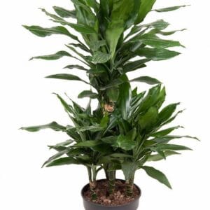 Dracaena Janet Lind Dracaena Janet Lind 45-carrousel
(1 Plants/Order)(21cmP 100cmH)