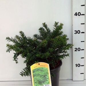 Taxus other Taxus media 'Nidiformis'
(1 Plants/Order)(19cmP 45cmH)