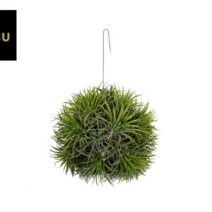 Tillandsia Tillandsia Magic Ball (XXL JUMBO)
(1 Plants/Order)(20cmP 25cmH)