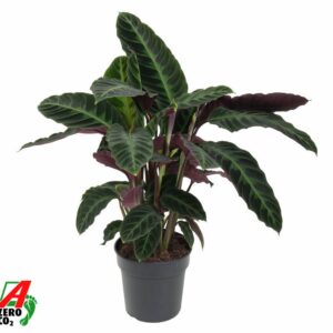 Calathea warscewiczii Calathea Warscewiczii
(5 Plants/Order)(19cmP 70cmH)