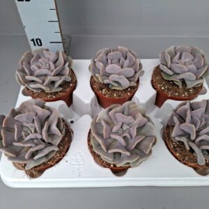 Echeveria Echeveria Cubic Frost
(6 Plants/Order)(11cmP 15cmH)