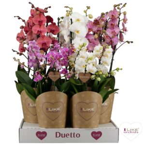 Phalaenopsis mixed Duetto combi tray mix
(5 Plants/Order)(17cmP 70cmH)