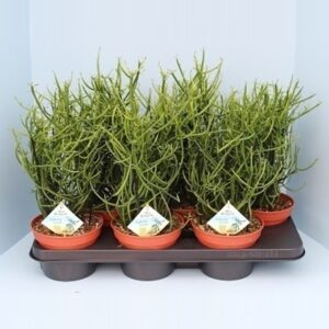 Euphorbia Tirucalli Bio Euphorbia tirucalli 20-TIRU15
(6 Plants/Order)(15cmP 40cmH)