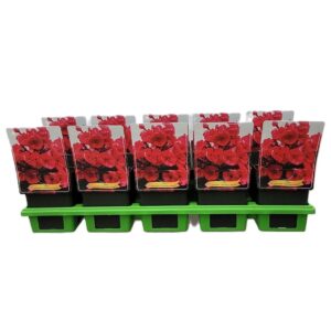 Phlox Paniculata Phlox Paniculata 'Strawberry Daquiri' P11
(10 Plants/Order)(11cmP 25cmH)