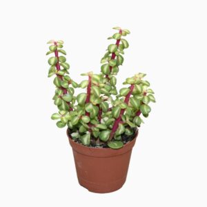 Portulacaria afra 'Variegata Portulacaria mediopicta 8,5 cm
(12 Plants/Order)(8.5cmP 16cmH)