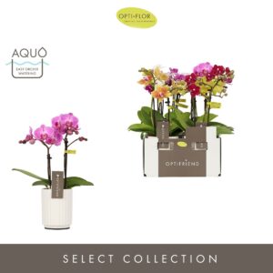 Phalaenopsis Multiflora Optifriend mix 2 spike in Molise White Aquo
(6 Plants/Order)(7cmP 25cmH)