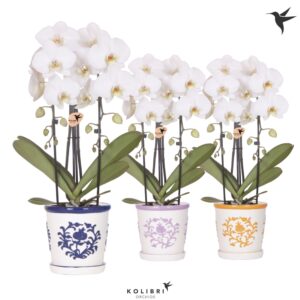 Phalaenopsis Elegant Cascade Kolibri Orchids Cascade Niagara Fall white 2 spike in Malaga Pot mix
(4 Plants/Order)(12cmP 50cmH)