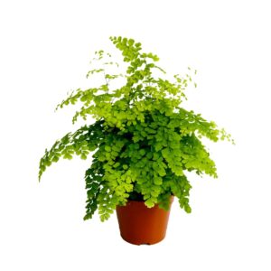 Adiantum Fragrans Adiantum Raddianum 'Fragrans'
(8 Plants/Order)(14cmP 35cmH)