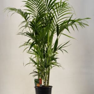 Howea forsteriana KENTIA - P27 H170 - 12PP (Howea forsteriana)
(1 Plants/Order)(27cmP 170cmH)