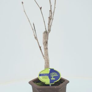 Ginkgo ginkgo biloba broom in hexagon Pot 
(8 Plants/Order)(13cmP 40cmH)