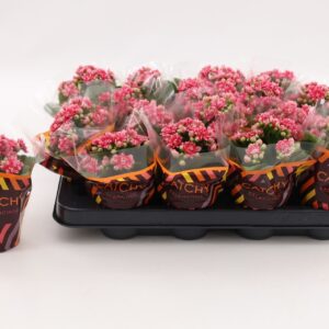 Kalanchoe Calandiva Weaver Kalanchoe Double Sylca
(16 Plants/Order)(8cmP 15cmH)