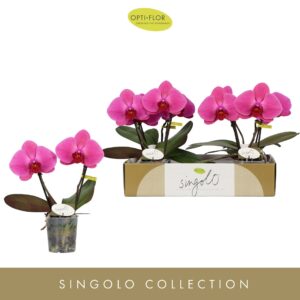Phalaenopsis other purple more Singolo & Co Hida
(4 Plants/Order)(9cmP 40cmH)