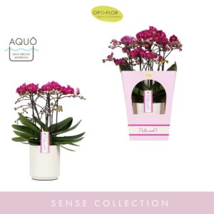 Phalaenopsis Multifloratypes other Bellissimo Amore in Molise White Aquo Giftbox
(3 Plants/Order)(15cmP 50cmH)