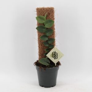 other Indoor plants Rhaphidophora Hayi
(7 Plants/Order)(14cmP 50cmH)