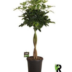 Schefflera Compacta Schefflera arb. Compacta gevlochten stam
(1 Plants/Order)(23cmP 100cmH)