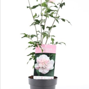 Hibiscus syriacus Hibiscus syr. 'Lady Stanley' P15
(6 Plants/Order)(15cmP 30cmH)