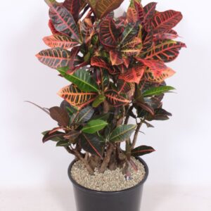 Codiaeum Petra Codiaeum Petra (Croton Petra)
(1 Plants/Order)(32cmP 110cmH)