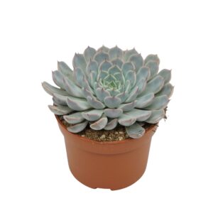 Echeveria cuspidata Echeveria texensis rosa 10,5 cm
(10 Plants/Order)(10.5cmP 10cmH)