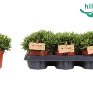 Rhipsalis cereuscula Rhipsalis cereuscula 12 cm
(6 Plants/Order)(12cmP 20cmH)