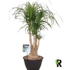 Nolina recurvata Beaucarnea rec. busch
(1 Plants/Order)(30cmP 100cmH)