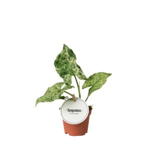Syngonium Syngonium Mottled
(20 Plants/Order)(6cmP 15cmH)