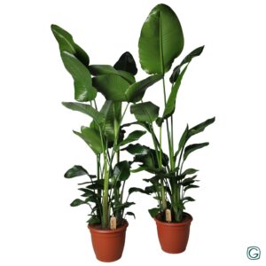 Strelitzia nicolai Strelitzia nicolai p36
(1 Plants/Order)(36cmP 180cmH)