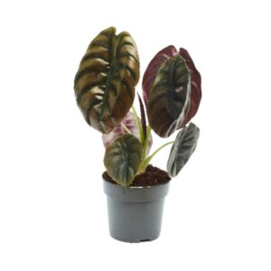 Alocasia Red Secret Alocasia Cuprea Red Secret 14cm
(8 Plants/Order)(14cmP 35cmH)