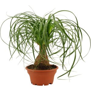 Nolina recurvata Beaucarnea Recht 16 cm schaal
(6 Plants/Order)(16cmP 30cmH)