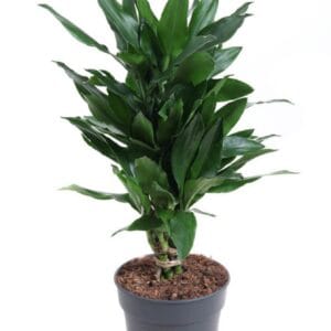 Dracaena Janet Lind Dracaena Janet Lind busch P21
(1 Plants/Order)(21cmP 90cmH)