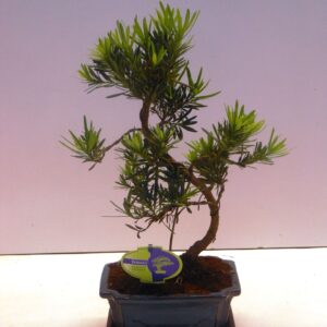 Bonsai Podocarpus chinensis Podocarpus macrophyllus, 20cm., shape, with drip tray
(5 Plants/Order)(19cmP 40cmH)