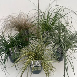 Siergrassen mix Carex mix
(6 Plants/Order)(17cmP 25cmH)