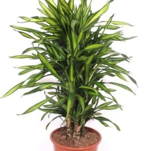Dracaena Riki Dracaena Riki
(1 Plants/Order)(27cmP 110cmH)
