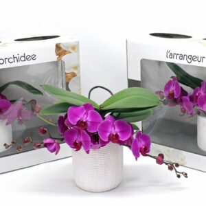 Phalaenopsis other purple more L'arrangeur D'orchidee purple (GROEN)
(1 Plants/Order)(12cmP 35cmH)