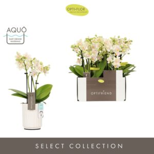 Phalaenopsis Multiflora Optifriend Sara 3 spike in Molise White Aquo
(6 Plants/Order)(7cmP 25cmH)