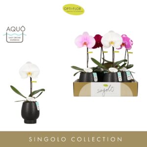 Phalaenopsis mixed Singolo mix in Abruzzo Black Aquo
(4 Plants/Order)(9cmP 40cmH)
