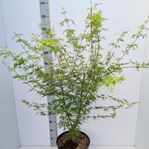 Acer palmatum Seiryu Acer palmatum 'Seiryu'
(1 Plants/Order)(31cmP 120cmH)