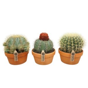 Cactus Bolcactus mix 20 cm 
(3 Plants/Order)(20cmP 27cmH)