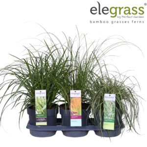 Siergrassen mix Carex mix tray P19
(3 Plants/Order)(19cmP 50cmH)