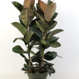 Ficus Elastica Robusta Ficus elastica Robusta toef 3 stekken pp
(1 Plants/Order)(27cmP 100cmH)