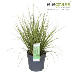 Carex Variegata Carex brunnea Variegata P14
(8 Plants/Order)(14cmP 40cmH)