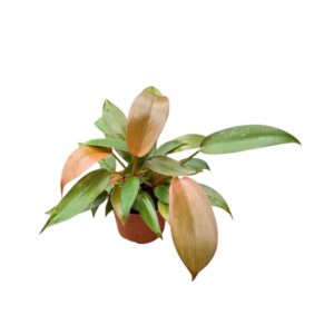 Philodendron Philodendron Florida Bronze
(12 Plants/Order)(9cmP 15cmH)