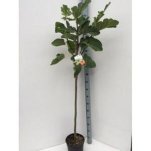 Ficus carica Ficus carica
(1 Plants/Order)(27cmP 150cmH)