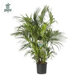 Howea forsteriana KENTIA - P34 H180 - 15PP - Air So Pure (Howea forsteriana)
(1 Plants/Order)(34cmP 180cmH)