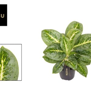 Aglaonema Lemon MINT Aglaonema Lemon MINT
(10 Plants/Order)(12cmP 40cmH)