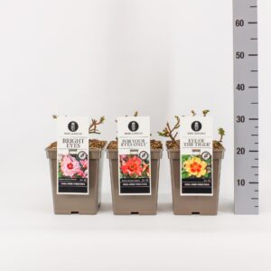 Rosa pink Classics Persica mix, C5
(1 Plants/Order)(23cmP 35cmH)